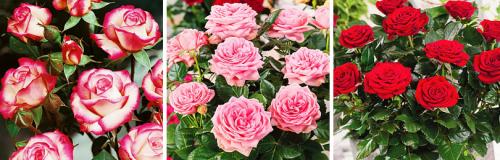 Как ухаживать за розами после зимы. 7 ПОЛЕЗНЫХ СОВЕТОВ О ТОМ, КАК ПРАВИЛЬНО УХАЖИВАТЬ ЗА РОЗАМИ ВЕСНОЙ