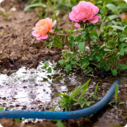 Как ухаживать за розами после зимы. 7 ПОЛЕЗНЫХ СОВЕТОВ О ТОМ, КАК ПРАВИЛЬНО УХАЖИВАТЬ ЗА РОЗАМИ ВЕСНОЙ