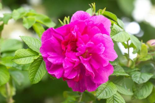 В чем различия в уходе за разными видами роз во время зимы. Какие розы зимуют без укрытия? Давайте обменяемся опытом