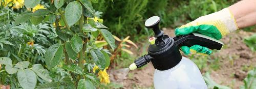 Лучшая подкормка роз в октябре для хорошей зимовки 01 Лучшая подкормка роз в октябре для хорошей зимовки 01