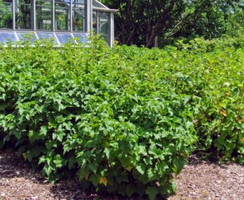 Когда пересаживать смородину на новое место. Как пересадить куст смородины 02