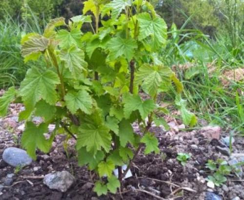 Когда пересаживать смородину на новое место. Как пересадить куст смородины 03