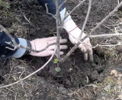 Когда пересаживать смородину на новое место. Как пересадить куст смородины 04