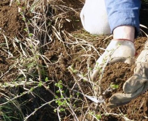 Когда пересаживать смородину на новое место. Как пересадить куст смородины 07