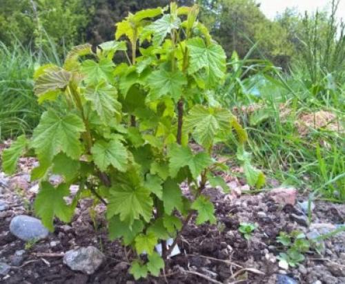Когда пересаживать смородину на новое место. Как пересадить куст смородины 09