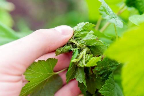 Защита смородины от вредителей и болезней: основные методы и приемы 03 Защита смородины от вредителей и болезней: основные методы и приемы 03