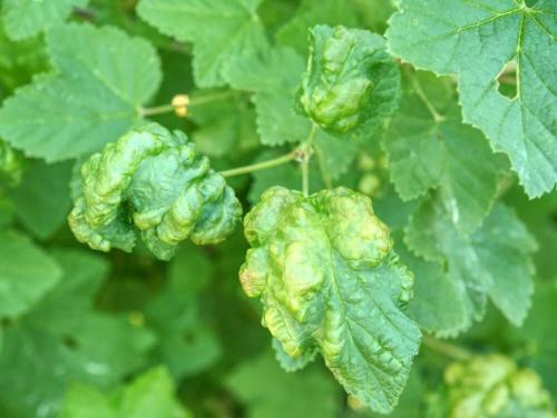 Защита смородины от вредителей и болезней: основные методы и приемы 04 Защита смородины от вредителей и болезней: основные методы и приемы 04