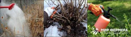 Защита смородины от вредителей и болезней: основные методы и приемы 01 Защита смородины от вредителей и болезней: основные методы и приемы 01