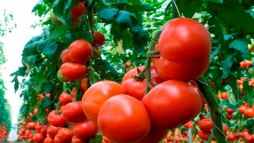 Махитос, томат с носиком. Крупноплодные голландские гибридные томаты «Махитос»: секреты грамотного ухода для получения обильного урожая
