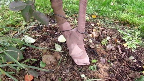 Яблоня после сбора урожая. Подготовка яблони к новому сезону после сбора урожая: шесть слагаемых яблочного успеха