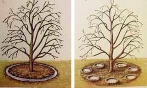 Комплексное удобрение для яблонь. Подкормка яблони в зависимости от возраста, сезона и сорта