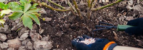 Зачем подкармливать розы осенью: полезные советы для садоводов 01 Зачем подкармливать розы осенью: полезные советы для садоводов 01