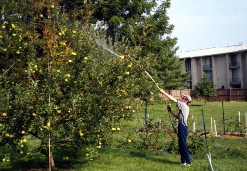Как удобрять старые яблони. Как правильно удобрять яблоню, какие виды подкормок бывают, их специфика