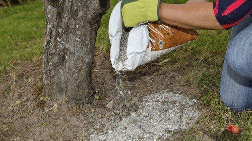 Чем подкормить яблоню и грушу осенью для богатого урожая. Чем подкормить яблоню и грушу осенью для лучшей зимовки