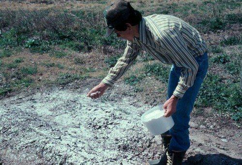 Чем подкормить яблоню и грушу осенью для богатого урожая. Чем подкормить яблоню и грушу осенью для лучшей зимовки