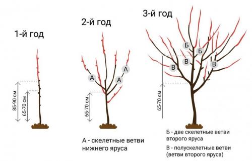Уход за абрикосом осенью: в чем особенность работ?