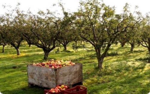 Чем подкормить яблоню и грушу осенью для богатого урожая. Чем подкормить яблоню и грушу осенью для лучшей зимовки