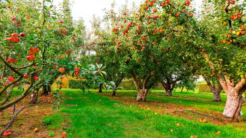 Уход за яблоней осенью. Как ухаживать за яблоней осенью: советы садоводам