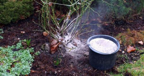 Можно ли делать удобрения для роз своими руками. Органические удобрения для роз