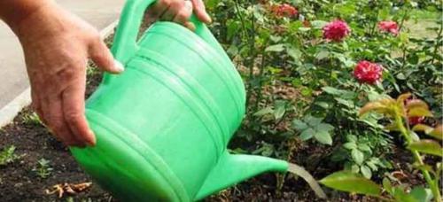 Влияет ли тип почвы на выбор удобрения для роз. Как применять удобрения для роз