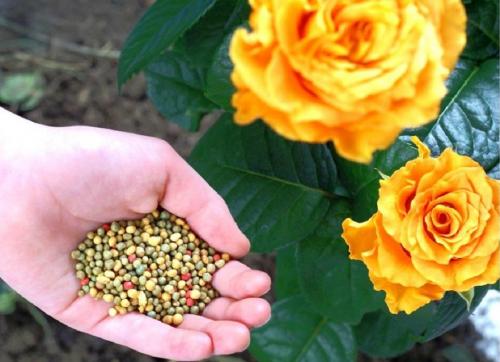 Как часто нужно удобрять розы. Какие подкормки нужны розам