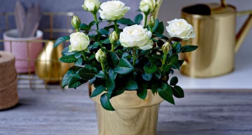 Эффективные удобрения для роз: как выбрать лучшее 02