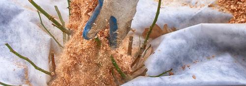 Как правильно подкормить розы осенью под зиму: советы и рекомендации 03 Как правильно подкормить розы осенью под зиму: советы и рекомендации 03