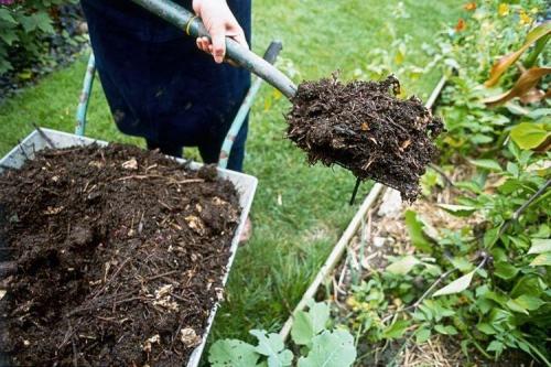 Какие натуральные альтернативы можно использовать вместо покупных удобрений для роз. Удобрения для подкормки розы