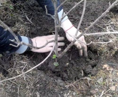 Как пересаживать взрослый куст смородины. Куст 09 Как пересаживать взрослый куст смородины. Куст 09