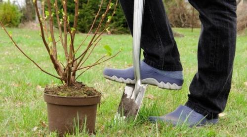 Пересадка красной смородины осенью. Нюансы посадки красной смородины осенью