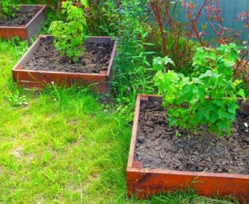 Как пересаживать взрослый куст смородины. Куст 16 Как пересаживать взрослый куст смородины. Куст 16