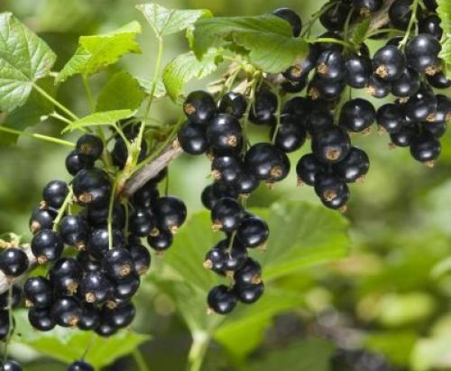 Как пересаживать взрослый куст смородины. Куст 13 Как пересаживать взрослый куст смородины. Куст 13