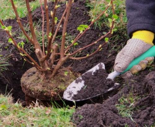 Как пересаживать взрослый куст смородины. Куст 08 Как пересаживать взрослый куст смородины. Куст 08