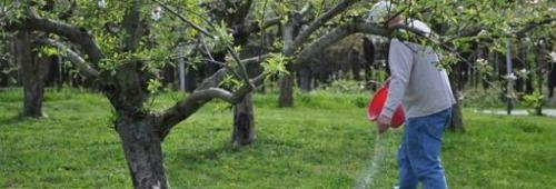 Чем подкормить яблони. Правила введения весенних подкормок: что должен знать садовод