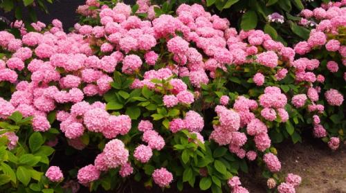 Подготовка гортензии к зиме