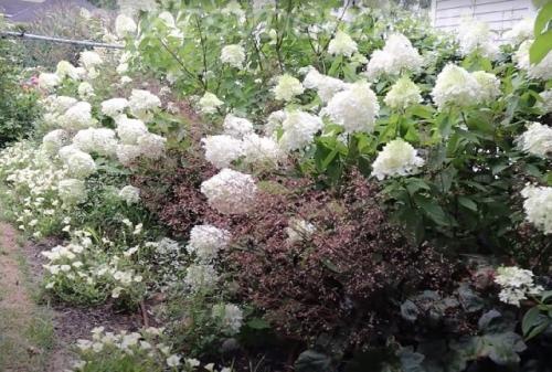Подкормка гортензии осенью. Чем и когда подкормить гортензии перед зимовкой осенью