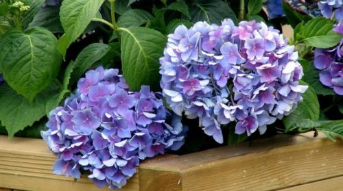 Уход за гортензией летом. Посадка гортензии и рекомендации по уходу