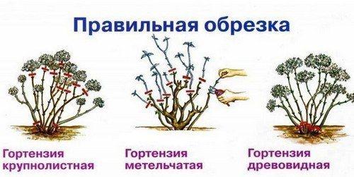 Уход за гортензией осенью. 5 правил осеннего ухода за гортензией