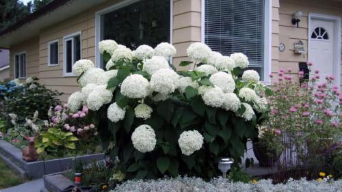 Чем подкормить метельчатую гортензию летом. Чем подкормить гортензию метельчатую и как правильно это сделать? 08