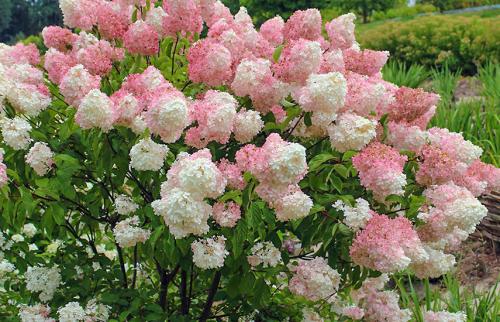 Уход за гортензией метельчатой осенью. Все о метельчатой гортензии осенью: сажаем и готовим к зиме