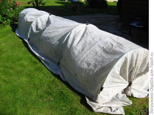 Как подготовить к зиме крупнолистную гортензию. Как я готовлю крупнолистные гортензии к зиме. Олин опыт