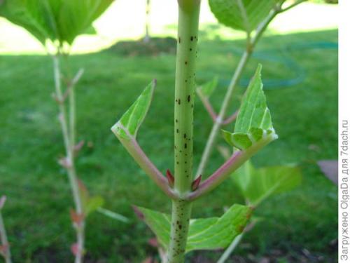 Как подготовить к зиме крупнолистную гортензию. Как я готовлю крупнолистные гортензии к зиме. Олин опыт