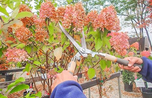 Обрезка крупнолистной гортензии осенью. Правильная обрезка гортензии: тонкости и нюансы проведения