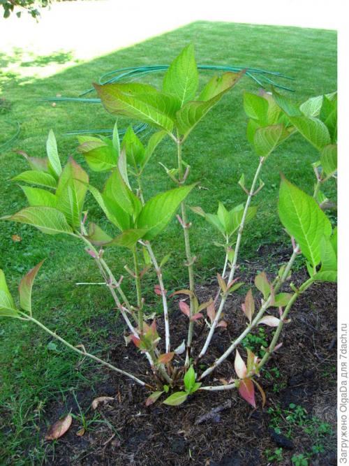 Как подготовить к зиме крупнолистную гортензию. Как я готовлю крупнолистные гортензии к зиме. Олин опыт