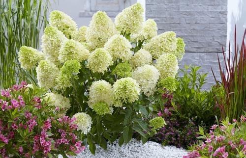 Уход за гортензией метельчатой осенью. Все о метельчатой гортензии осенью: сажаем и готовим к зиме