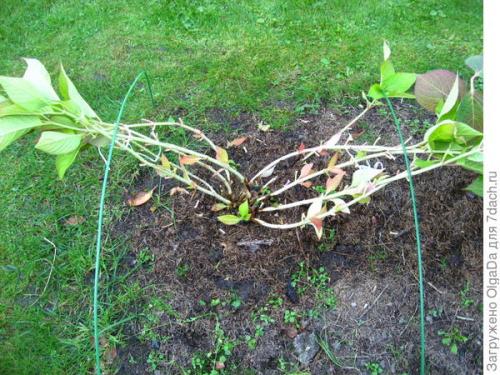 Как подготовить к зиме крупнолистную гортензию. Как я готовлю крупнолистные гортензии к зиме. Олин опыт