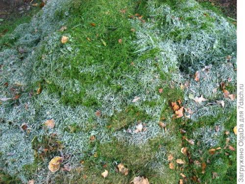 Как подготовить к зиме крупнолистную гортензию. Как я готовлю крупнолистные гортензии к зиме. Олин опыт