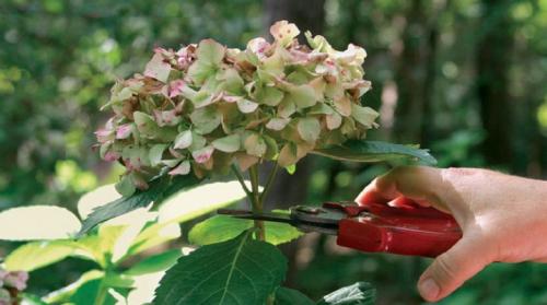 Обрезка гортензии осенью. Как правильно обрезать гортензию?