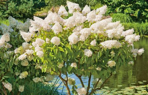 Уход за гортензией метельчатой осенью. Все о метельчатой гортензии осенью: сажаем и готовим к зиме