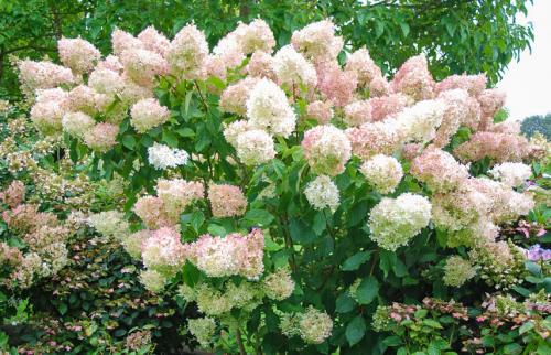 Уход за гортензией метельчатой осенью. Все о метельчатой гортензии осенью: сажаем и готовим к зиме